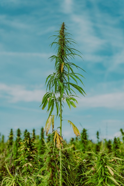 hemp-terpenes-for-sale-640x480-51017685.jpeg