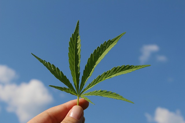 Hemp Terpenes for Sale