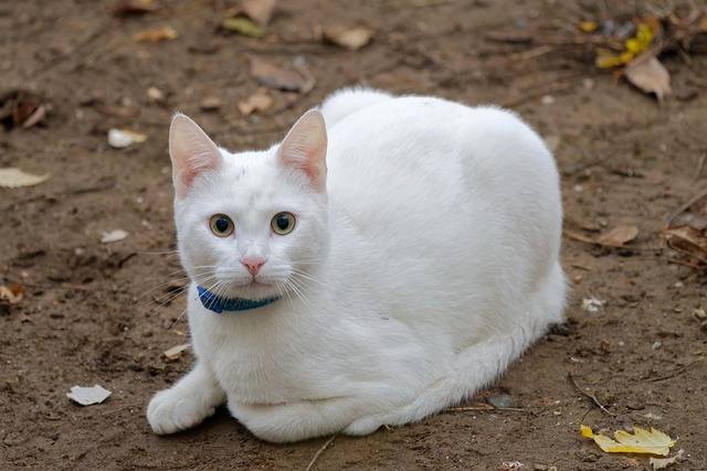How to Remove Pet Stains from Carpet