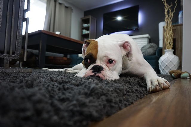 How to Remove Pet Stains from Carpet