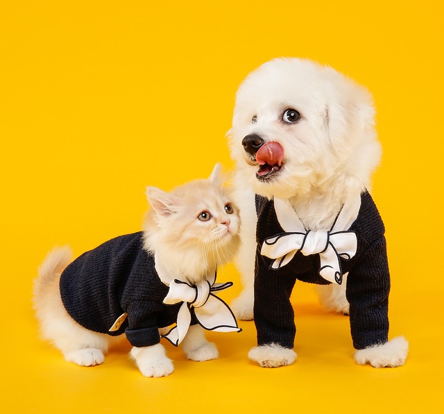 How to Remove Pet Stains from Carpet