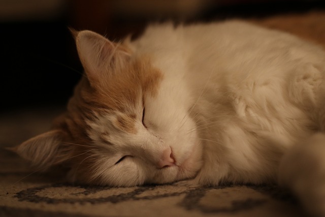 how-to-remove-pet-stains-from-carpet-640x480-83104841.jpeg