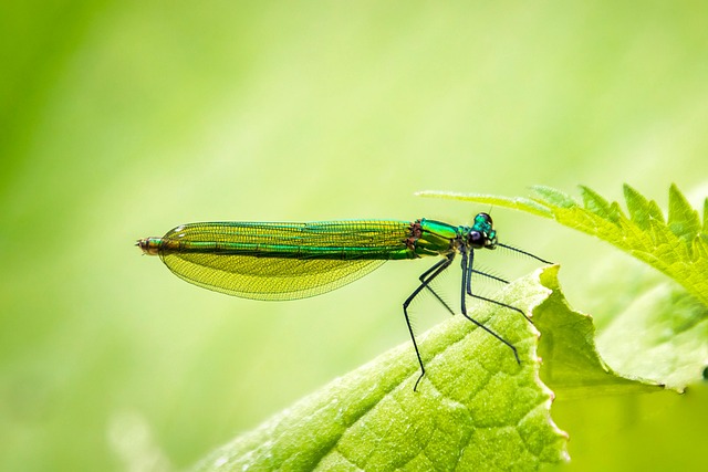 insect control services