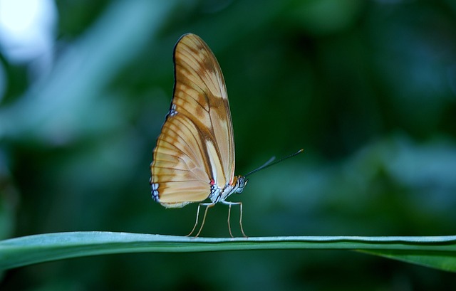 insect control services