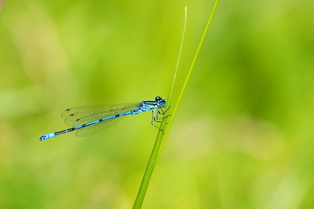 insect-control-services-640x480-29194305.jpeg