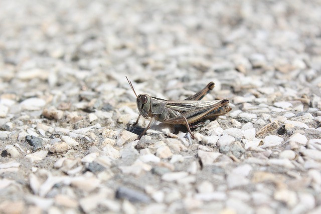 insect control services