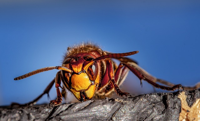 insect control services