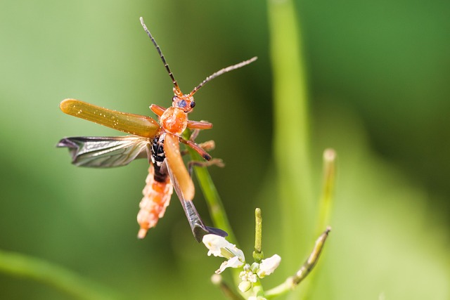 insect control services