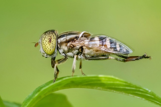 insect control services