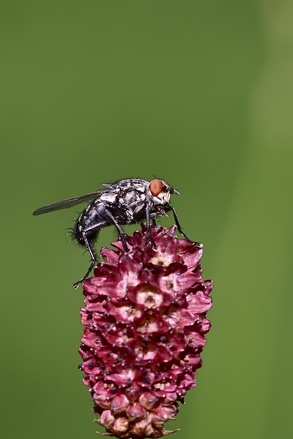 insect control services