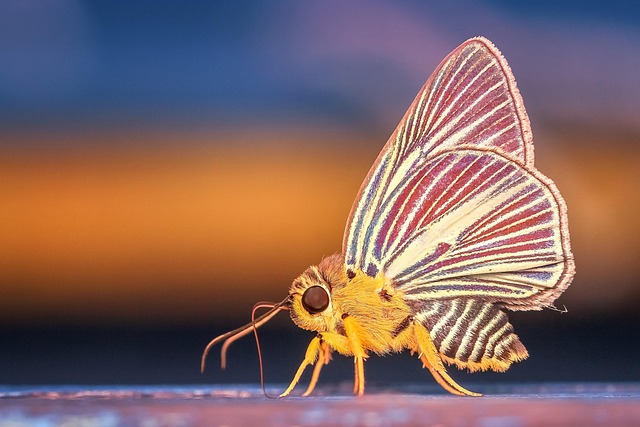 insect control services