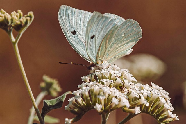 insect control services