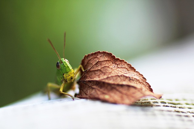 insect control services
