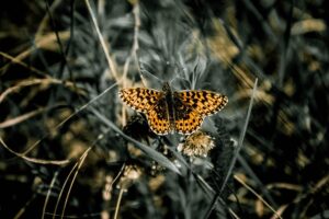 Mastering Insect Prevention: Comprehensive Strategies for Homeowners