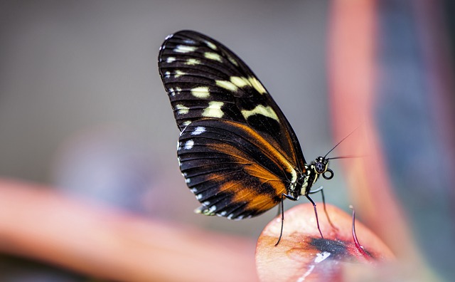 insect control services