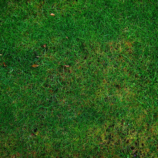 lawn-care-640x480-11128618.jpeg
