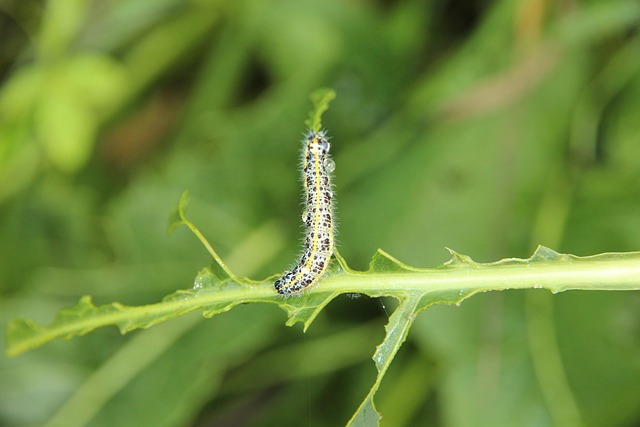 licensed-pest-control-640x480-18744283.jpeg