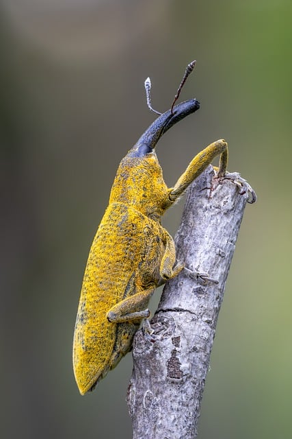 licensed pest control