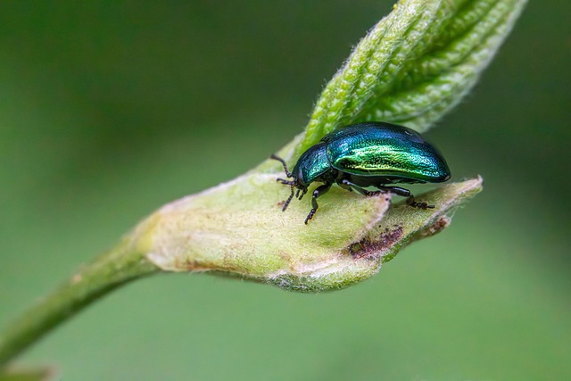 licensed pest control