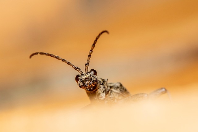 licensed pest control
