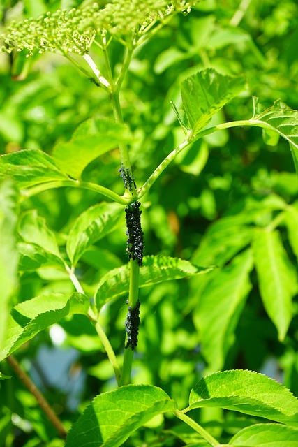 licensed pest control