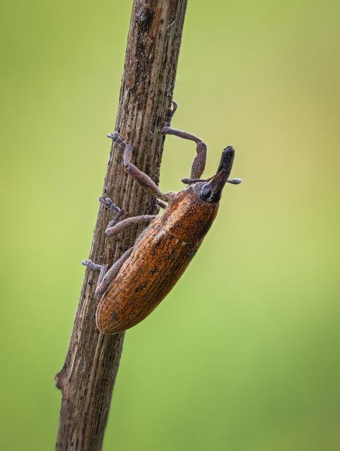 licensed pest control