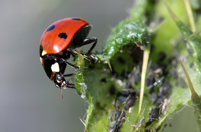 licensed pest control