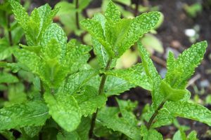 Daily Wellness Rituals: CBD, Mindfulness, and Natural Remedies for Balanced Living