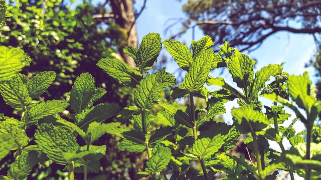 Mint Flavored CBD Tincture