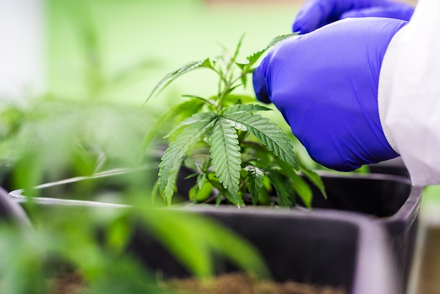 Mint Flavored CBD Tincture