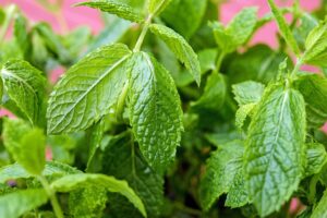 Navigating Mint Flavored CBD Tinctures: Easy Use, Real Results