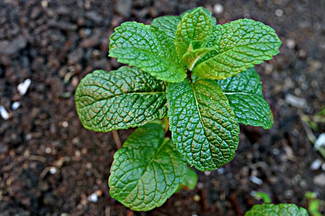 Mint Flavored CBD Tincture