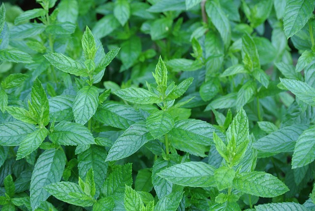 Mint Flavored CBD Tincture