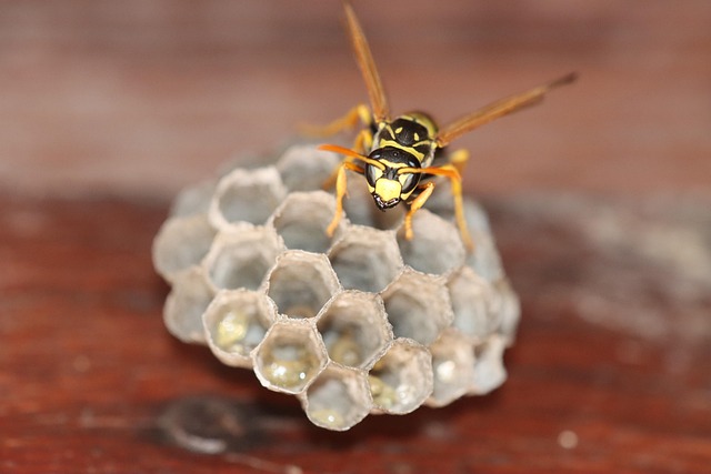 monthly pest control plans