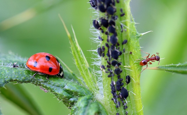 monthly pest control plans