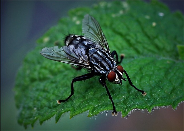 monthly-pest-control-plans-640x480-42055003.jpeg