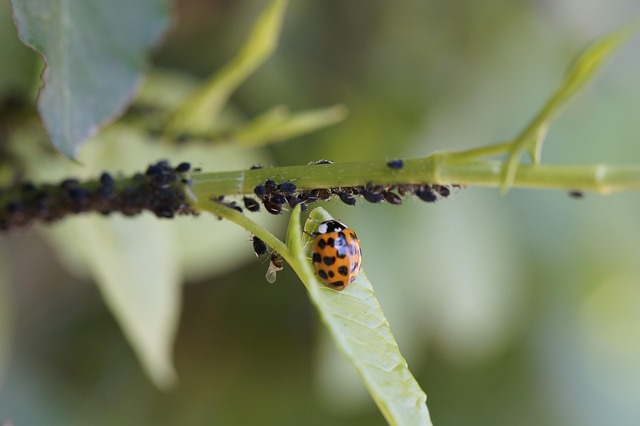 monthly pest control plans
