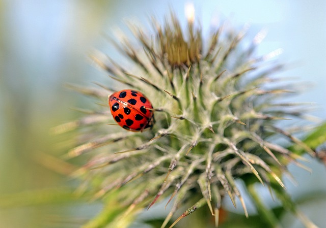 monthly pest control plans