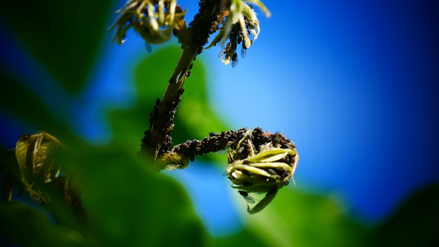 monthly pest control plans