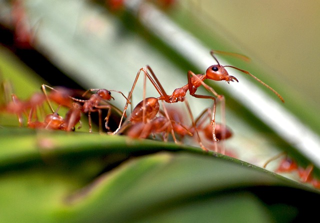 monthly-pest-control-plans-640x480-77287638.jpeg