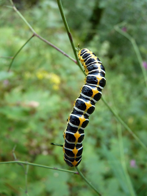 monthly pest control plans