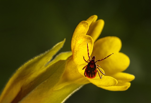 mosquito and tick control