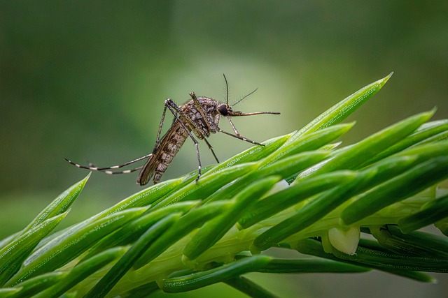 mosquito and tick control