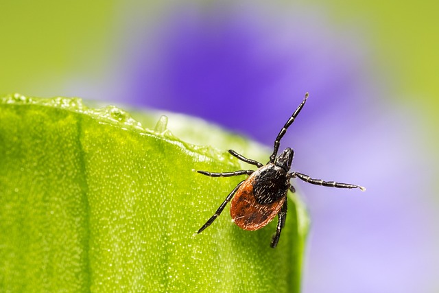 mosquito-and-tick-control-640x480-19106212.jpeg
