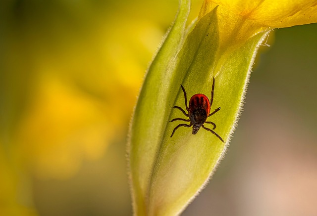 mosquito and tick control