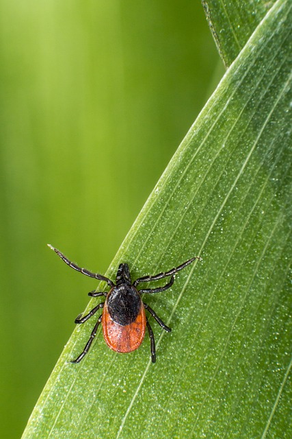 mosquito and tick control