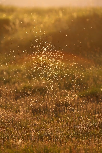 mosquito and tick control