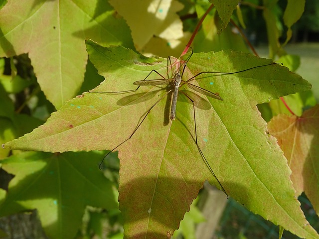 mosquito and tick control