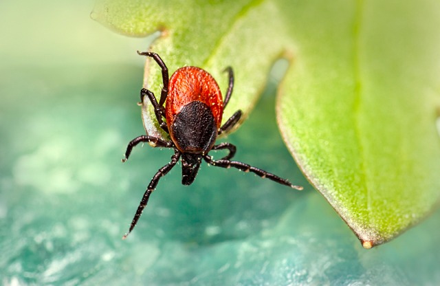 mosquito and tick control