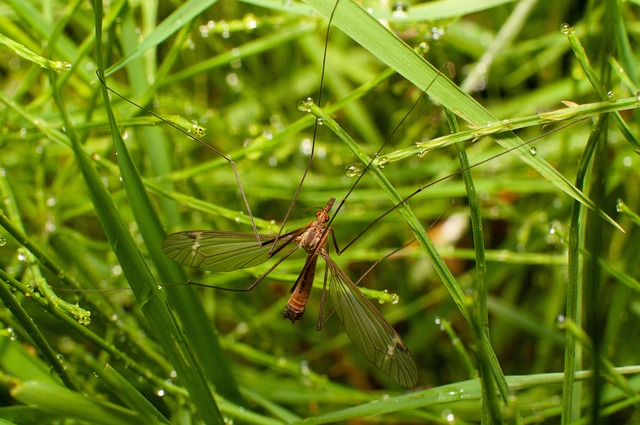 mosquito and tick control